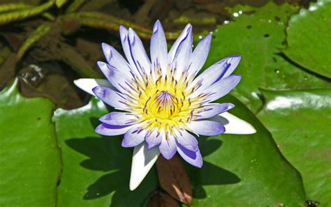 File:Blue lotus, Mauritius.jpg - Wikimedia Commons