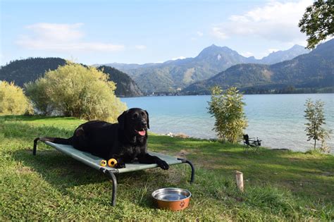 Campen, Wandern und Baden mit Hund - Camping mit Hund am Wolfgangsee - Jack auf Reisen