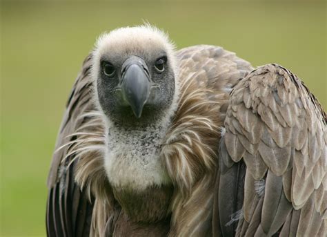 New for 2011 birds of prey animal centre | Prey animals, Animals, Bird ...