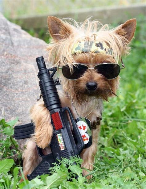 The 29 Most Amazing and Cutest Halloween Costumes for Dogs | Yorkie, Yorkshire terrier puppies ...