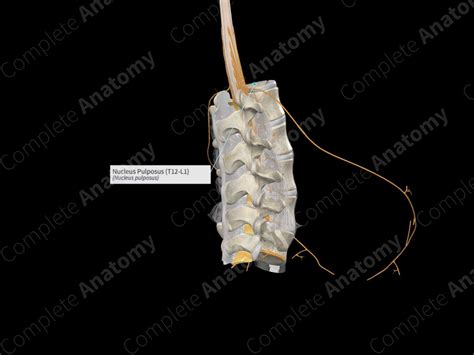 Nucleus Pulposus (T12-L1) | Complete Anatomy