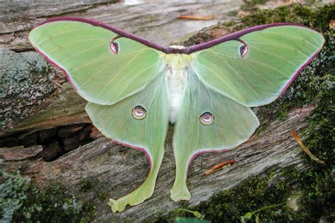 Butterflies and Moths: Differences Are Just Scale Deep | Programs and ...