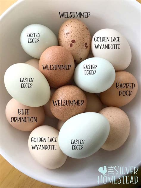 Chicken Egg Colors by Breed - Silver Homestead in 2020 | Chicken egg colors, Blue chicken eggs ...