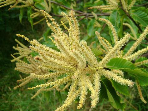 Sweet Chestnuts facts and health benefits