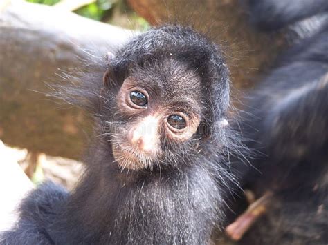 Baby spider monkey stock photo. Image of machia, endangered - 1213626