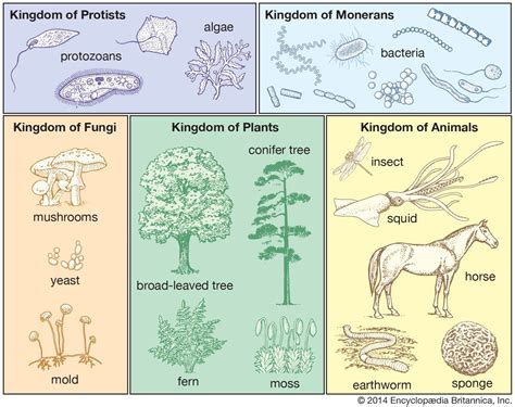 the Whittaker 5-kingdom classification of life Kingdom of Monerans can be divided into 2 ...