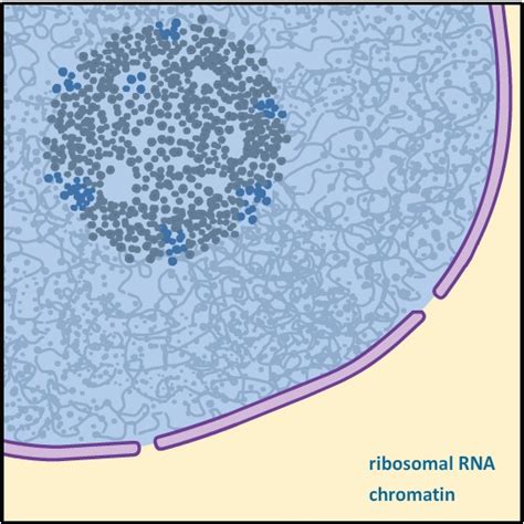 Cell Component | Nucleolus