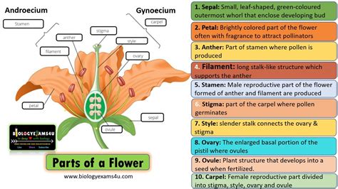 10 Parts and 4 whorls of a Flower - YouTube