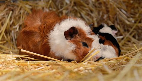 The Best Guinea Pig Bedding - Dogtime