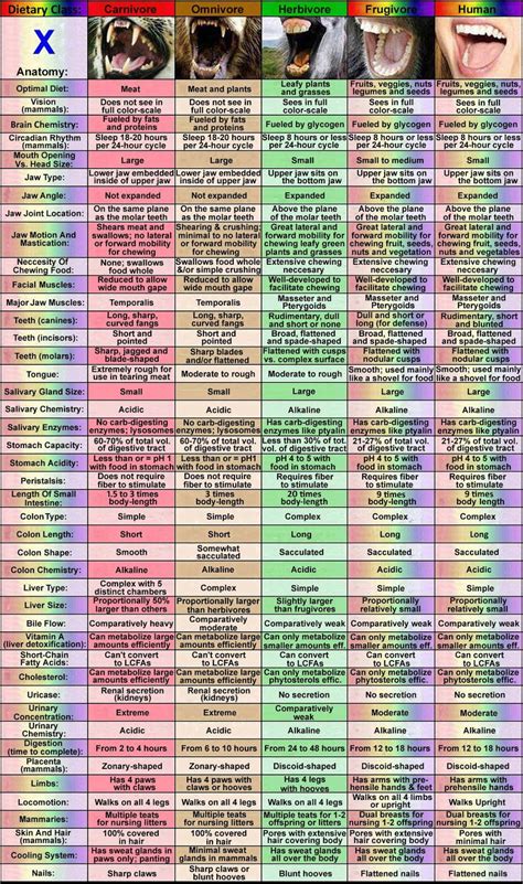 Are Humans Frugivores & Designed To Eat Mostly Fruit? - √ø∑Dubs