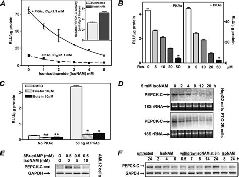 Transcriptional repression of the PEPCK-C gene promoter by SIRT1... | Download Scientific Diagram