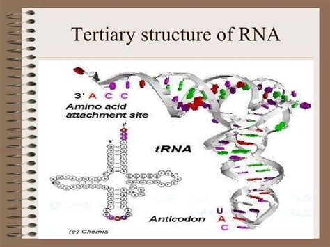 Structure of rna and its activation