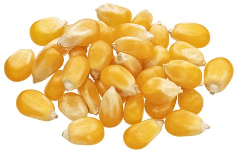 Heap of raw corn grains isolated on white background, dry yellow ...