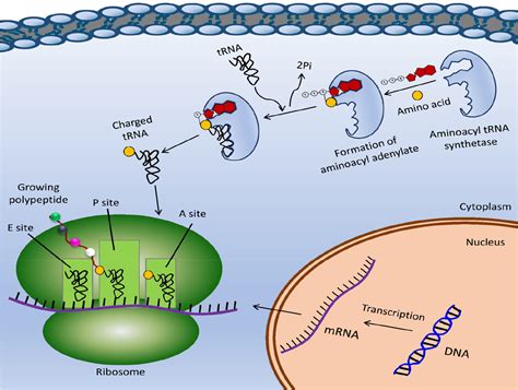 Aminoacyl tRNA Synthetases: Implications of Structural Biology in Drug Development against ...