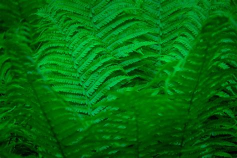 Green Fern Background Free Stock Photo - Public Domain Pictures