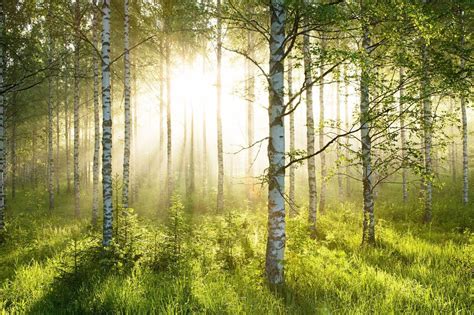 Birch Trees Forest – trendig fototapet | Forest wall mural, Forest mural, Tree wall murals