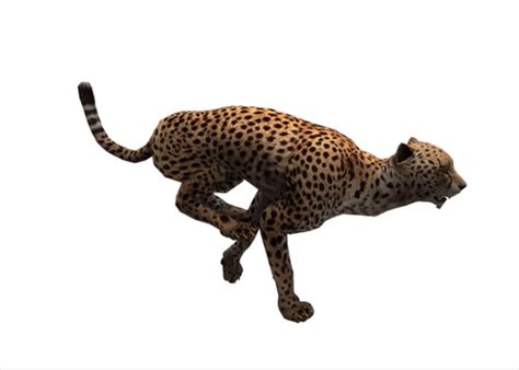 Cheetah Running Gif