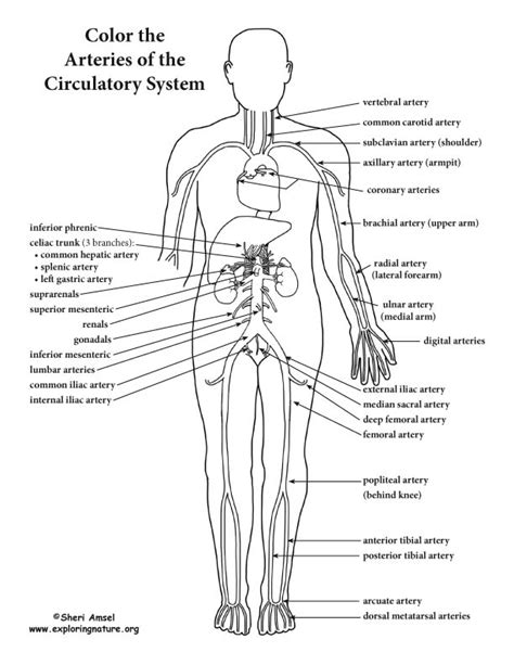 Blood Vessels (Advanced) Coloring Page