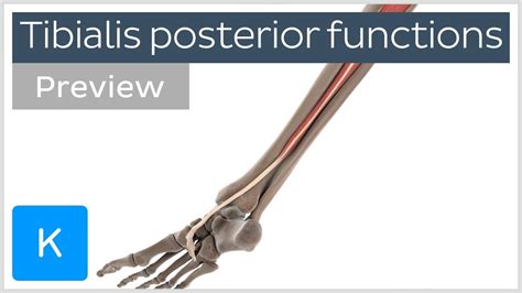 Posterior Muscle Anatomy - Anatomical Charts & Posters