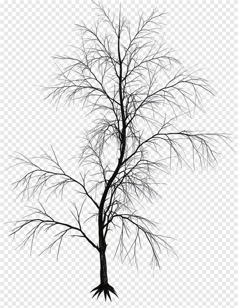 Ramoscello bianco e nero disegno estetico, albero africano, estetico, estetica png | PNGEgg