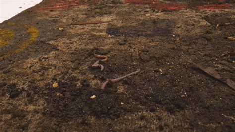 I've Never Seen So Many Worms On A Rug ! Carpet Cleaning Satisfying Time Lapse - YouTube