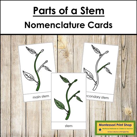 Parts of a Stem 3-Part Cards - Montessori Nomenclature | Made By Teachers