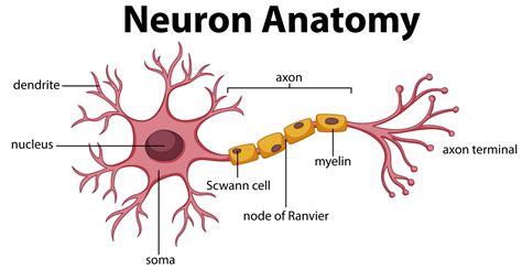 Demyelination: Symptoms, Causes, Diagnosis, Treatment