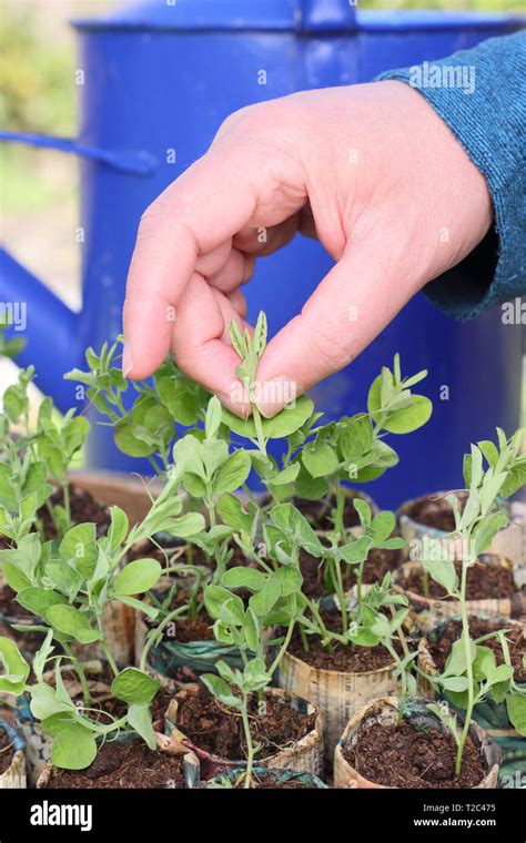 Pinching sweet peas hi-res stock photography and images - Alamy