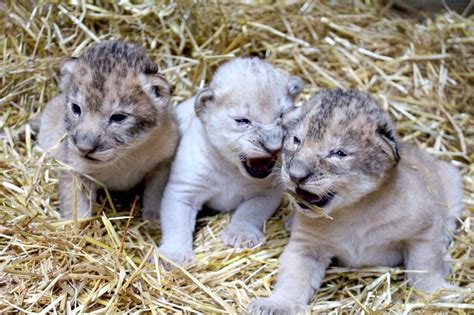 Cuteness Overload! 3 Newborn Lion Cubs Make Their Debut Picture ...