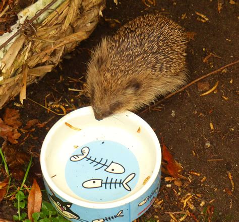 Hedgehog Highway Project — Mobberley Parish Council