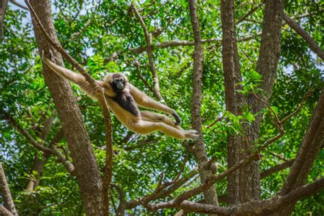 รูปภาพSimiiformes – เลือกดูภาพถ่ายสต็อก เวกเตอร์ และวิดีโอ37,788 ...