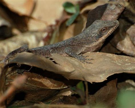 How to Create a Green Anole Habitat | Anole, Pet lizards, Habitats