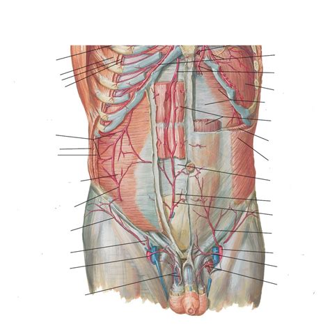 Superficial Epigastric Artery