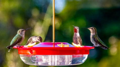 Why It's Important To Change Hummingbird Feeder Nectar Daily In The Summer