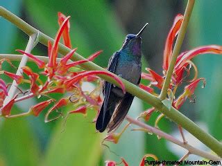 Jan Axel's Blog: Western Hummingbirds Gallery