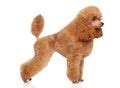 Poodle Dog Free Stock Photo - Public Domain Pictures