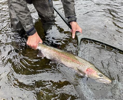 California Steelhead : r/flyfishing