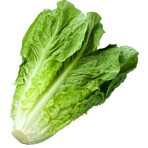 1,200+ Romaine Lettuce (Parris Island) Seeds - Honest Seed Co.