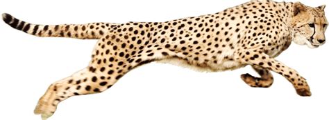 running cheetah clipart 10 free Cliparts | Download images on Clipground 2024