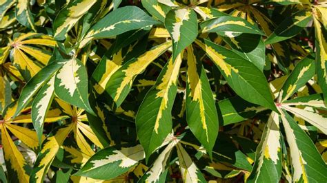 How To Maintain Variegated Plants | Indoor Gardening