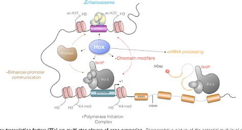 Hox transcription factors: an overview of multi-step regulators of gene ...