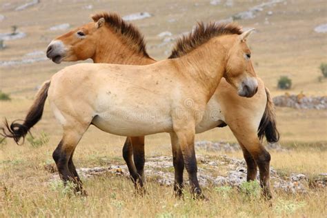 Przewalski horses stock image. Image of przewalski, outdoors - 11760205