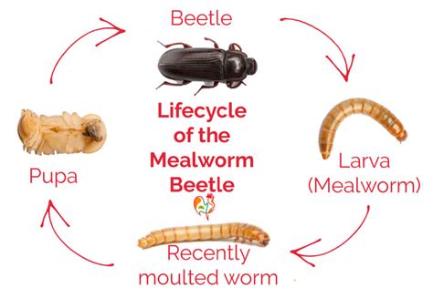 mealworm life cycle time - Hershel Burrell