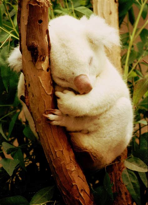 Rare Albino Koala Free Stock Photo - Public Domain Pictures