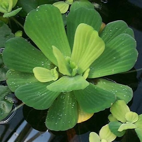 Aquatic Plants - Amazon.com