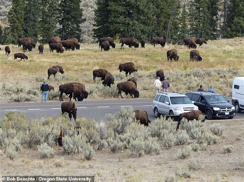 THE WESTERNER: Surging bison populations in Yellowstone National Park ...