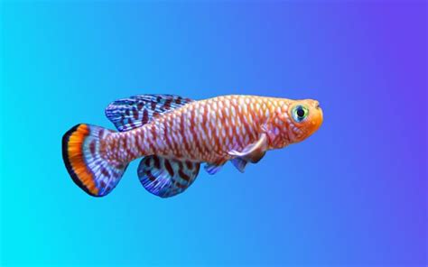 The Complete Guide to Killifish (Species, Care, Diet, & Breeding)