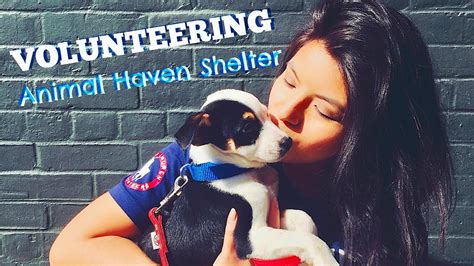 Volunteering at Animal Haven Shelter in NYC - YouTube