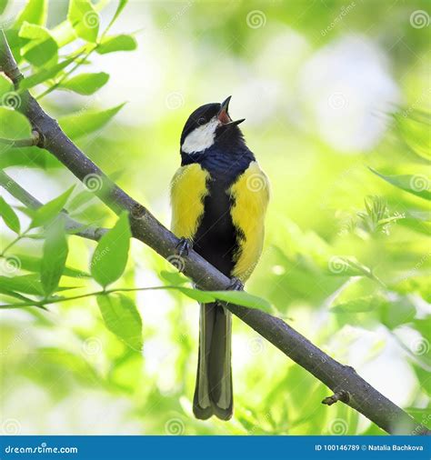 Beautiful Bird Singing in Spring Forest with Fresh Green Tree in Stock ...