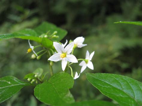 Deadly Nightshade flowers | Flickr - Photo Sharing!